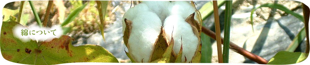 綿の栽培